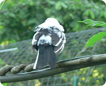 Leuzismus Amsel