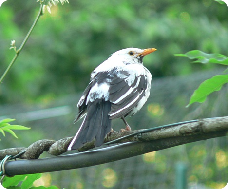 Leuzismus Amsel