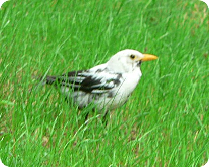 Leuzismus Amsel