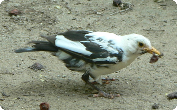 Leuzismus Amsel