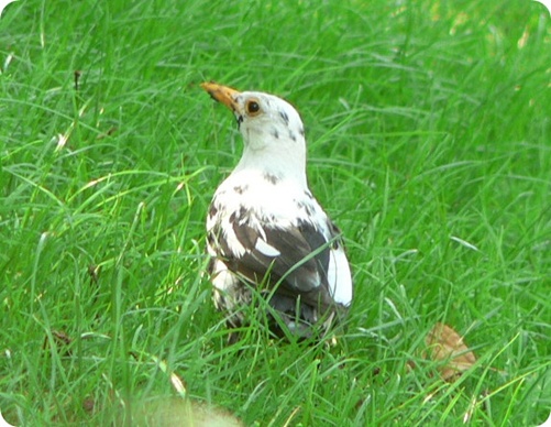 Leuzismus Amsel