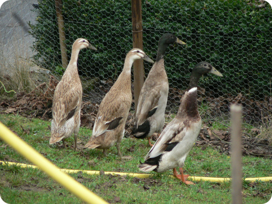 Indische Laufenten Lachsfarben