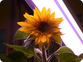 Sonnenblume Kunstlicht