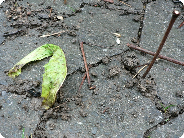 Regenwurm zieht Blatt in den Boden