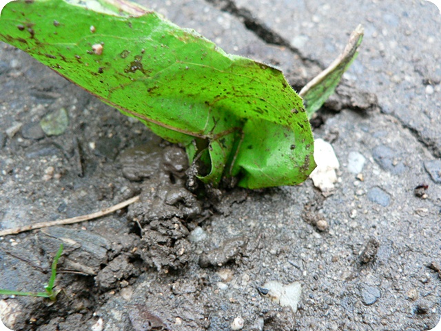 Blatt steckt im Erdboden