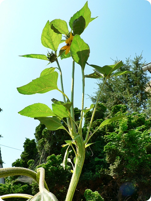 Verbnderung Sonnenblume