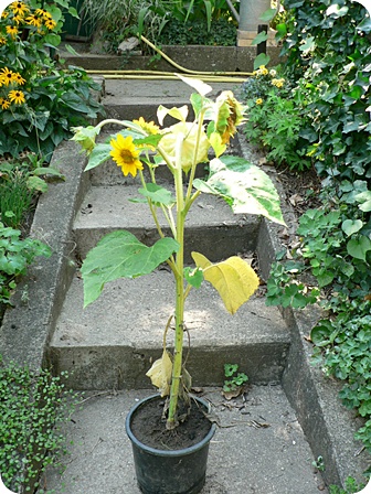 Verzweigte Sonnenblume klein