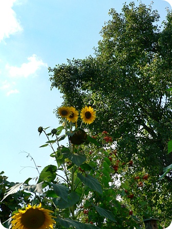 Verzweigte Sonnenblume gross