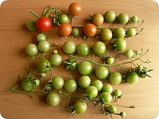 Tomaten Oktober