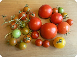 Reife Tomaten November