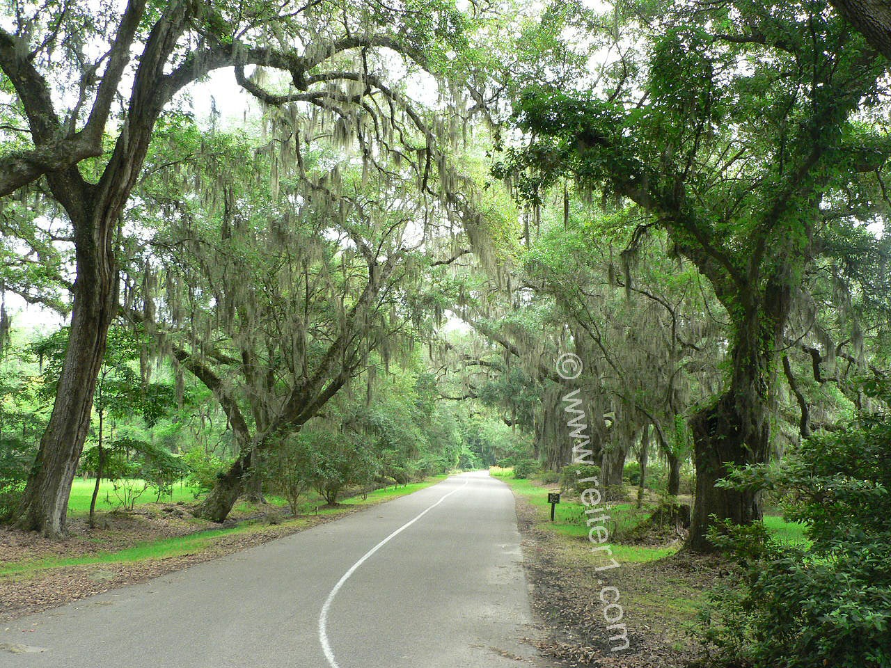 Tillandsia Magnolia Plantation Charleston