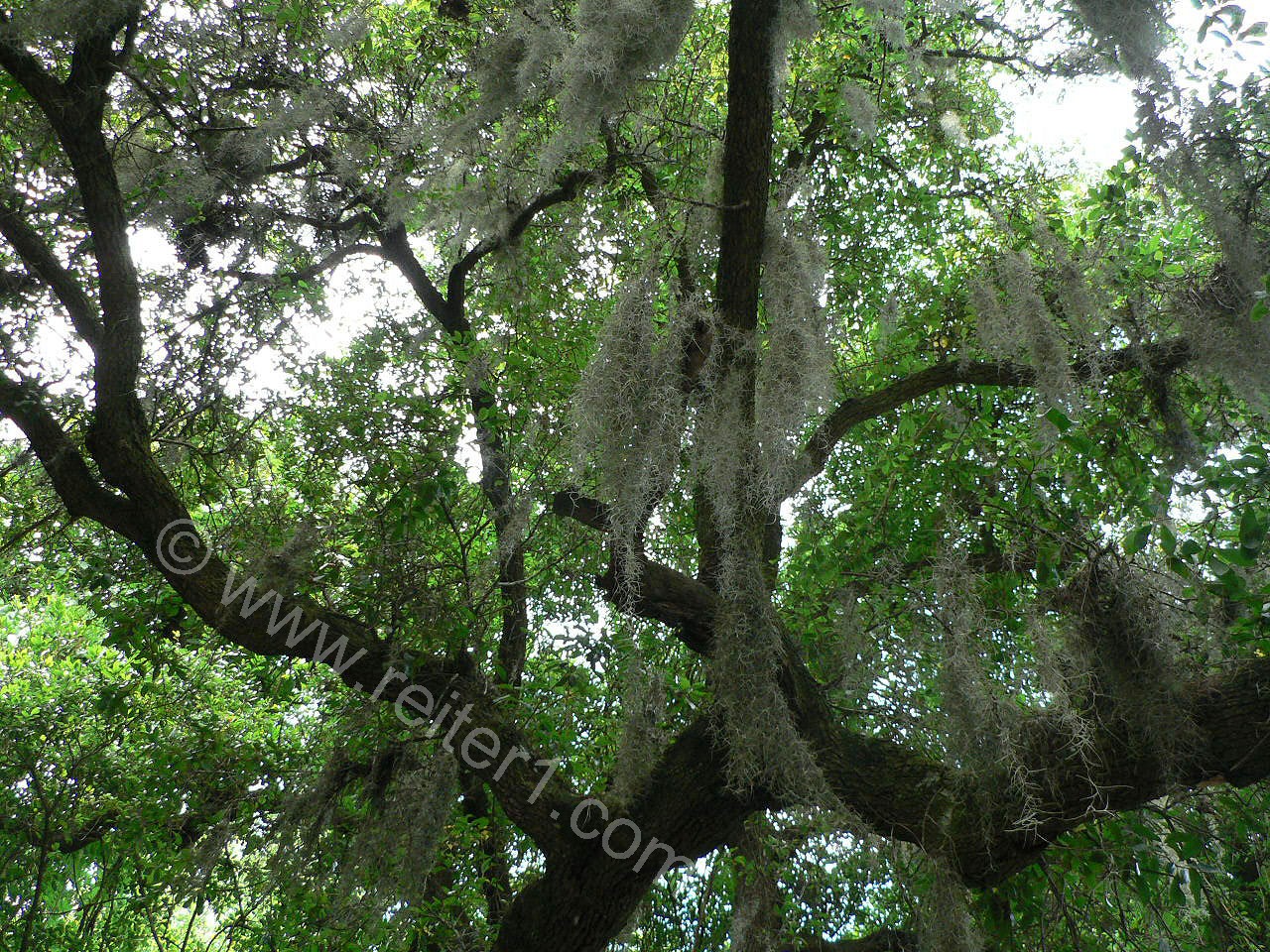 Tillandsia Magnolia Plantation Charleston