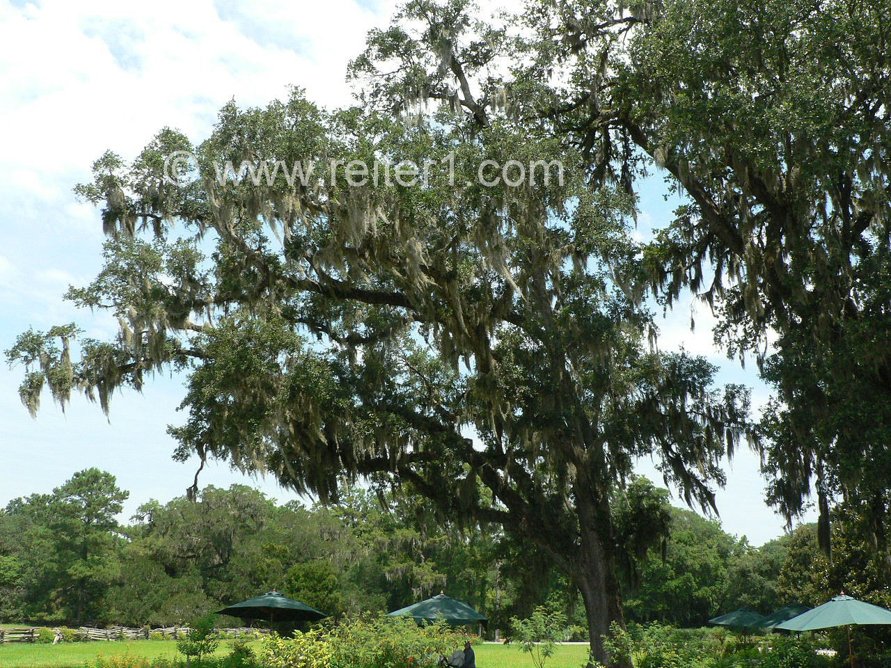 Tillandsia Magnolia Plantation Charleston