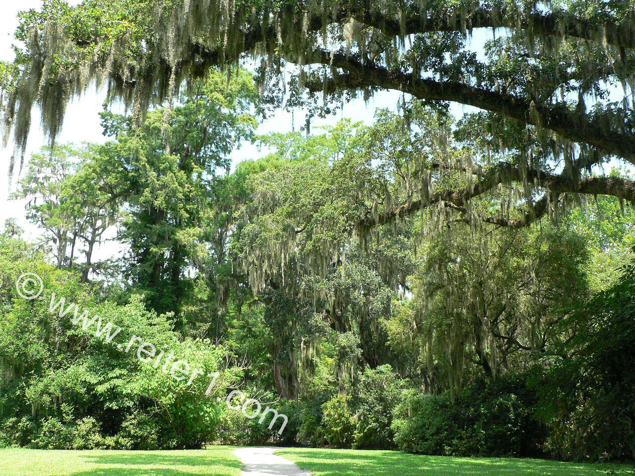 Tillandsia Magnolia Plantation Charleston